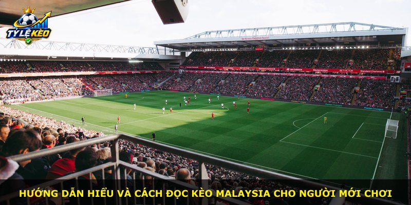 Hướng dẫn hiểu và cách đọc kèo Malaysia cho người mới chơi